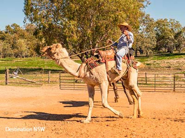 content bourke camel v2